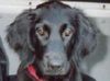 Flat Coated Retriever Foto: Zoi - Kpfportrait (ID 4587) Flat Coated Retriever Hund
