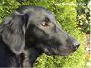 Flat Coated Retriever Foto: Zoi mit 6 Monaten, besucht uns auf unserer Homepage (ID 6530) Flat Coated Retriever Hund