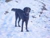 Flat Coated Retriever Foto: Zoi im Schnee (ID 8406) Flat Coated Retriever Hund