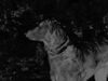 Flat Coated Retriever Foto: mal wieder ein foto von anja (ID 13669) Flat Coated Retriever Hund