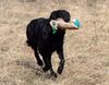 Flat Coated Retriever Hund