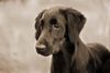 Flat Coated Retriever Foto: Kaylee mit 15 Wochen (ID 2918) Flat Coated Retriever Hund