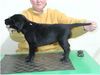 Flat Coated Retriever Foto: Baily mit 7 Wochen (ID 2092) Flat Coated Retriever Hund