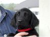 Flat Coated Retriever Foto: Ch. Camwood Be Happy Baily (ID 1184) Flat Coated Retriever Hund