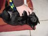 Flat Coated Retriever Foto: bella vier wochen alt (ID 3601) Flat Coated Retriever Hund