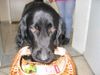 Flat Coated Retriever Foto (ID 12324) Flat Coated Retriever Hund