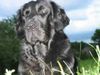 Flat Coated Retriever Foto (ID 12321) Flat Coated Retriever Hund