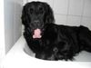 Flat Coated Retriever Foto (ID 12323) Flat Coated Retriever Hund
