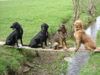 Flat Coated Retriever Foto: Joy und ihre Freunde (ID 10841) Flat Coated Retriever Hund