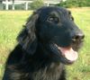 Flat Coated Retriever Foto: Umbra (ID 4700) Flat Coated Retriever Hund