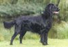 Flat Coated Retriever Foto (ID 1124) Flat Coated Retriever Hund