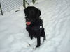 Flat Coated Retriever Foto: Schnee:mein Element (ID 46585) Flat Coated Retriever Hund
