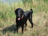 Flat Coated Retriever Hund