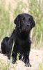 Flat Coated Retriever Hund