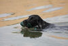 Flat Coated Retriever Hund