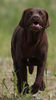 Flat Coated Retriever Hund