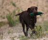 Flat Coated Retriever Hund