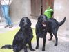 Flat Coated Retriever Foto: Kaylee und Freya (ID 3298) Flat Coated Retriever Hund