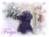 Flat Coated Retriever Foto: Ich verzaubere Dich auch! (ID 3801) Flat Coated Retriever Hund