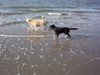 Flat Coated Retriever Hund