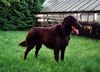 Flat Coated Retriever Foto: Hera vom Hackenberg, 2.5.1997 - 19.5.2003. Sie war ein super Hund. (ID 3849) Flat Coated Retriever Hund