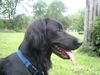 Flat Coated Retriever Foto: Unsere Joy (ID 12457) Flat Coated Retriever Hund