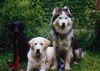 Flat Coated Retriever Foto: (von l.)Baily(Flat coated), Cosi(Mischling) Jodok(S. Husky) (ID 1584) Flat Coated Retriever Hund