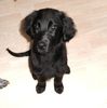 Flat Coated Retriever Hund