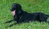 Flat Coated Retriever Foto: Ein Wussel geschaft (ID 9195) Flat Coated Retriever Hund