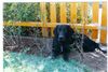 Flat Coated Retriever Foto: das ist unsere Joy (ID 8612) Flat Coated Retriever Hund