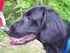 Flat Coated Retriever Foto: Joy (ID 12302) Flat Coated Retriever Hund