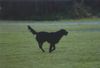Flat Coated Retriever Foto (ID 2660) Flat Coated Retriever Hund