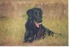 Flat Coated Retriever Foto: Kaylee (ID 2659) Flat Coated Retriever Hund