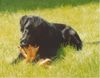 Flat Coated Retriever Foto (ID 2661) Flat Coated Retriever Hund