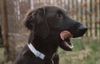 Flat Coated Retriever Foto: Das ist Plaster im Alter von 5 Monaten (ID 9557) Flat Coated Retriever Hund
