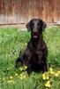 Flat Coated Retriever Hund