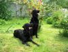 Flat Coated Retriever Foto: Fai z Vlcich Luk vel Plaster und Reklama Canes Beati (ID 11357) Flat Coated Retriever Hund