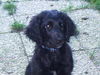 Flat Coated Retriever Hund