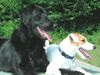 Flat Coated Retriever Foto: Wir sind ein Team! (ID 4178) Flat Coated Retriever Hund