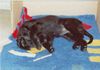 Flat Coated Retriever Foto: Ich schäme mich so! (ID 2763) Flat Coated Retriever Hund
