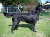 Flat Coated Retriever Hund