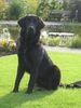 Flat Coated Retriever Hund