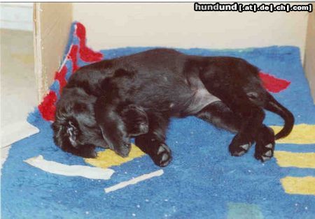 Flat Coated Retriever Hunde Foto 2763 Flat Coated Retriever Ich schäme mich so!