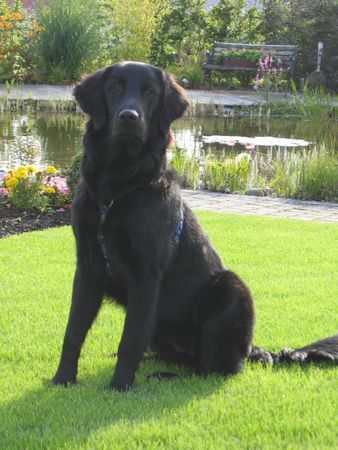 Flat Coated Retriever Finn