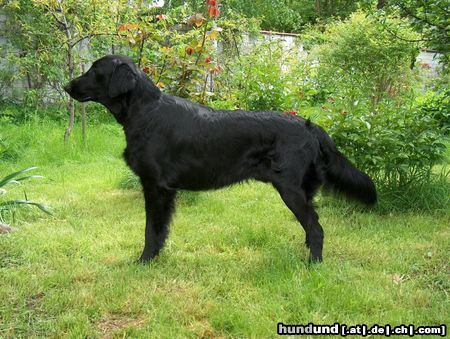 Flat Coated Retriever Hunde Foto 11356 Flat Coated Retriever Fai z Vlcich Luk vel Plaster