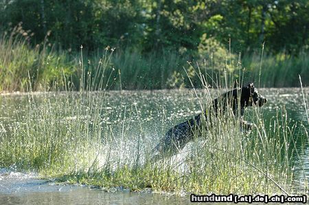 Flat Coated Retriever Wasser ist mein Element!