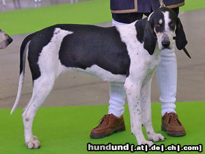 Französischer Laufhund Weiss-Schwarz fotografiert auf der Welthundeausstellung 2011 in Paris