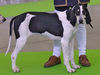 Französischer Laufhund Weiss-Schwarz Foto: fotografiert auf der Welthundeausstellung 2011 in Paris (ID 46906) Französischer Laufhund Weiss-Schwarz Hund