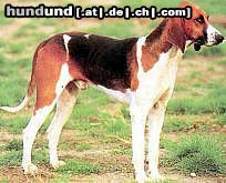 Französischer Laufhund Dreifarbig Hunde Foto 16793 in höherer Auflösung ansehen Französischer Laufhund Dreifarbig