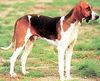Französischer Laufhund Dreifarbig Hund